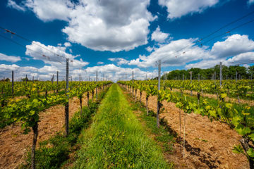 vigne dans le grand est : trouvez votre domaine avec AGRI TEAM